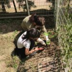 すずなりなす植えつけ完了